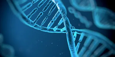 Stem Cell